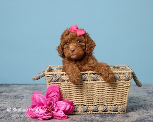 Ria F1B Cavapoo